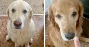 Dog Warmly Apologizes To Brother After Stealing His Treat