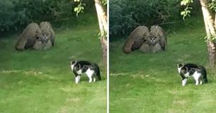 A Startled Owl Puffs Up To Look Much Larger In Order To Intimidate An Equally Defensive Family Cat