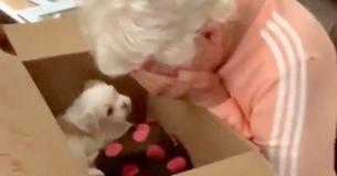 Grandma Brought To Instant Tears Because She's Surprised With New Puppy