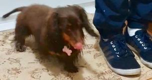 Well-Mannered Dachshund Wipes Her Wet Paws Before Entering Back Inside