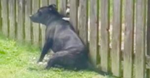 Pup Gets A Massage From His Neighbor Buddy Through The Fence