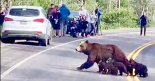 Traffic Stops For Grizzly Bear Mama And Her Cubs Cross The Road