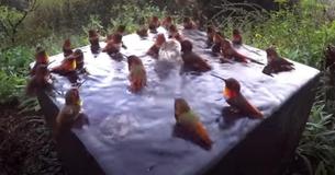Hummingbird Pool Party Storms Internet