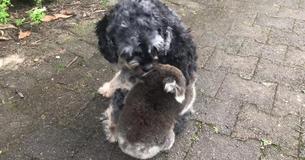 Baby Koala Mistakes A Confused Pooch For Its Mother
