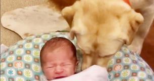Un Labrador empêche un nouveau-né de pleurer