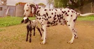 Spotted Lamb Abandoned By Her Mother Gets Adopted By A Dalmatian