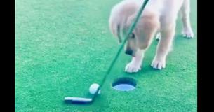 Puppy Sinks Putt For Owner, His Following Celebration Will Make Your Day