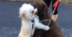 Adorable Canine Companions Give Each Other Hugs