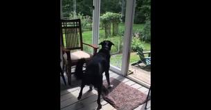 Dog Gently Catches Bird Trapped On Porch And Lets It Free