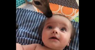 Fawn Bonding With Baby Girl Will Lighten Your Day And Warm Your Heart