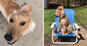'Unicorn' Dog With One Ear At The Center Of Her Head Gains Adoring Fans Online