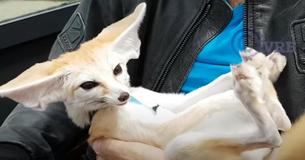Imagine Crossing A Dog, Cat, And Dolphin — You End Up With An Unusual Fox