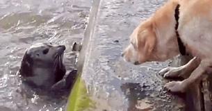 Un bébé phoque joue à cache-cache avec un Labrador curieux