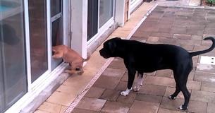 Un chien donne une adorable leçon sur l'utilisation de la porte pour chien
