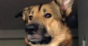 Dog Learns To Bark Softly After Being Told He Can’t Do It At Home