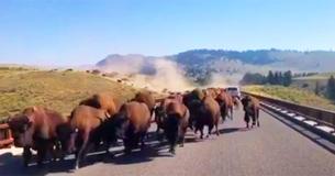Spectacular Clip Shows Driving Travelers Being Caught In Bison Stampede
