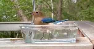 Gorgeous Flycatcher Enjoys Swim In Japanese Birdbath