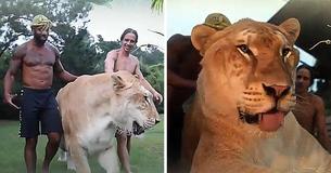 900-Pound Apollo The Garguantan Liger Is Cat Not To Be Messed With