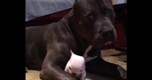 Un pitbull s'occupe avec tendresse d'un petit chiot