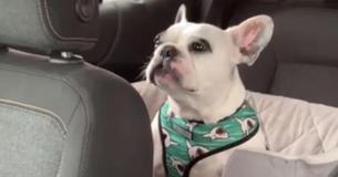 French Bulldog Stuck In Traffic Throws A Temper Tantrum