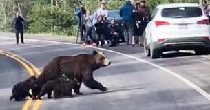 Busy Road Comes To A Standstill–All To Let A Mama Grizzly Bear And Her Cubs Cross