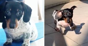 Dachshund With A Dalmation Spotted Body Breaks Cuteness Records Across The Internet