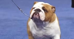 Bulky Bulldog Takes Home 'Best In Show' Because Of His 'Outstanding Overall Attitude'