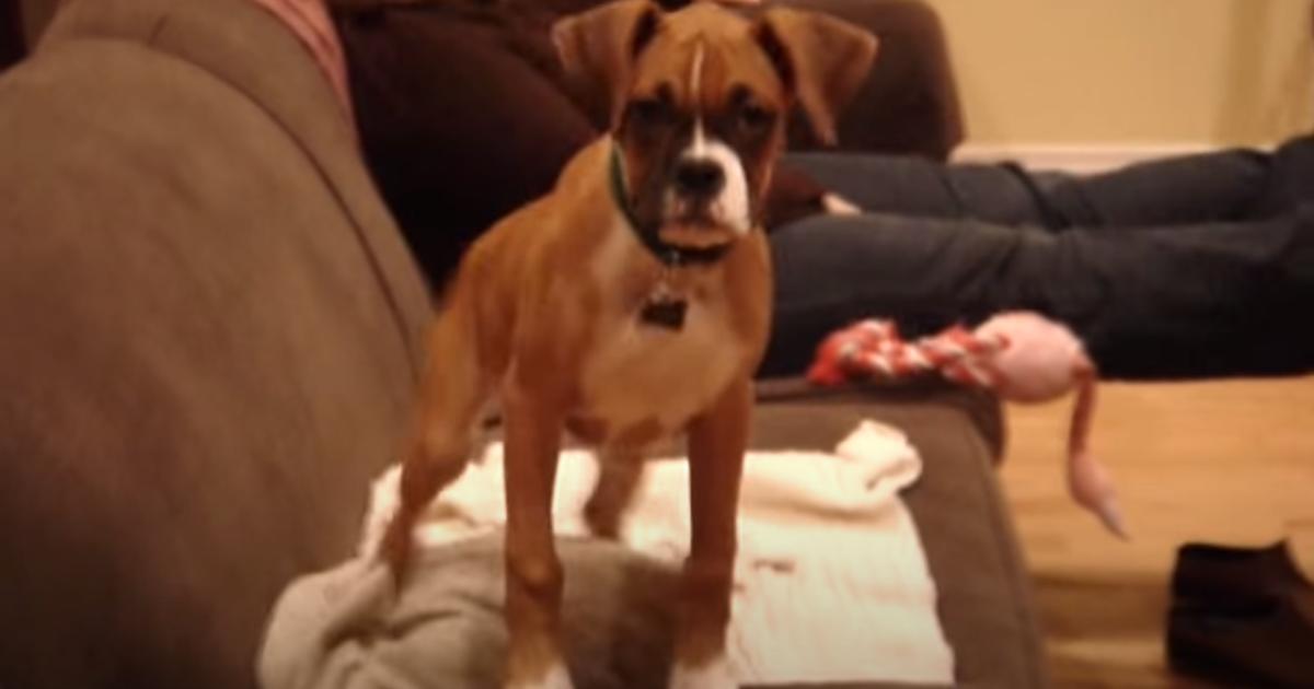 Puppy Shows Owner She Missed Him With Adorable Reaction