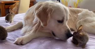 Cute Baby Bunnies Believe Fluffy Golden Retriever Is Their Mom