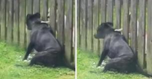 Dog Pays Visit To Fence To Get Soothing Massage From Neighbor Pup