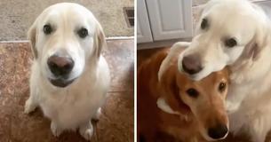 ‘A Dog’s Way Of Saying Sorry’—Golden Retriever Apologizes To His Brother For Pilfering His Treat