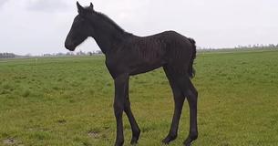 Adorable Black Friesian Filly Feels Earth & Grass For First Time