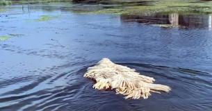 Mop-Looking Dog Becomes Internet Famous Viral For Swimming In A Lake