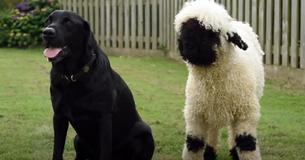 Liberty’s Massive Valais Blacknose Sheep Might Confuse Many, As It Acts Like A Dog