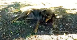Homeless Dog Is Rescued And Learns Playing With Toys For The First Time