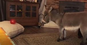 Adorable Little Donkey Named Tim Believes He's A Dog