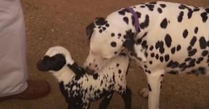 Lamb With Spotted Body Rejected By Mother Is Taken In By Dalmatian