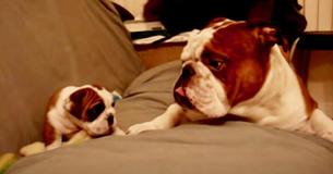 Le père Bulldog rencontre son bébé pour la première fois et leur interaction est précieuse