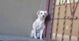 Trillende zwerfhond wordt een hele ander hond als redder haar een knuffel geeft