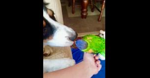 Parrot And Doggy Continuously Kiss Each Other