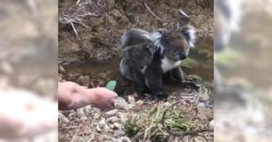 Tiener biedt babykoala een blad aan - baby kruipt van zijn moeders rug naar de arm van de tiener