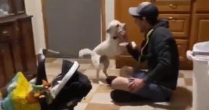 Dogs Totally Lose It Because Owner Comes Home After Week Away