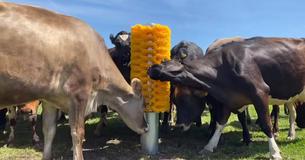 Herd Of 100 Cattle Go Bananas Because Farmers Install Giant Cow Brush