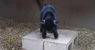 Adorable Baby Pygmy Goat Shows Off His Joyful Dance