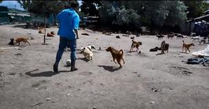 Man Builds Sanctuary For Over 750 Homeless Dogs To End Their Suffering