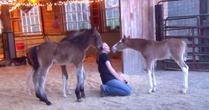 Un poulain allait être abandonné parce qu'il ne pouvait pas être un cheval de course - mais une femme est devenue une partie de sa vie