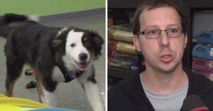 Un chien se fait voler, et alerte le magasin que le couple qui l'a amené sont ses ravisseurs