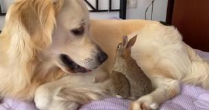 Des bébés lapins pensent qu'une Golden Retriever est leur mère et cette scène est tellement adorable