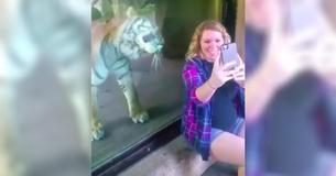 Une femme filme son ami enceinte prenant un selfie avec un tigre qui semble très intéressé par le ventre de la maman