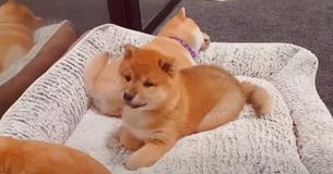 Furry Ball Of Fun Fights His Bed And It’s So Cute